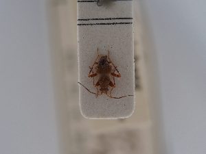  ( - BGE_ZSM_HET_0543)  @11 [ ] by-nc-sa (2024) SNSB, Staatliche Naturwissenschaftliche Sammlungen Bayerns ZSM (SNSB, Zoologische Staatssammlung Muenchen)