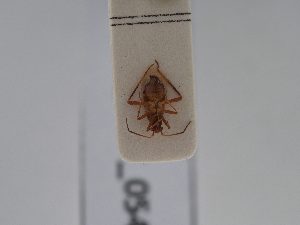  ( - BGE_ZSM_HET_0544)  @11 [ ] by-nc-sa (2024) SNSB, Staatliche Naturwissenschaftliche Sammlungen Bayerns ZSM (SNSB, Zoologische Staatssammlung Muenchen)