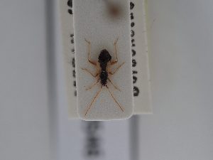  ( - BGE_ZSM_HET_0546)  @11 [ ] by-nc-sa (2024) SNSB, Staatliche Naturwissenschaftliche Sammlungen Bayerns ZSM (SNSB, Zoologische Staatssammlung Muenchen)