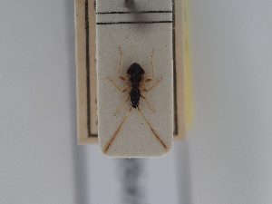  ( - BGE_ZSM_HET_0547)  @11 [ ] by-nc-sa (2024) SNSB, Staatliche Naturwissenschaftliche Sammlungen Bayerns ZSM (SNSB, Zoologische Staatssammlung Muenchen)