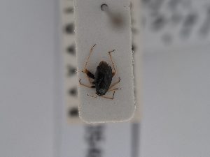  ( - BGE_ZSM_HET_0548)  @11 [ ] by-nc-sa (2024) SNSB, Staatliche Naturwissenschaftliche Sammlungen Bayerns ZSM (SNSB, Zoologische Staatssammlung Muenchen)