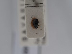  ( - BGE_ZSM_HET_0549)  @11 [ ] by-nc-sa (2024) SNSB, Staatliche Naturwissenschaftliche Sammlungen Bayerns ZSM (SNSB, Zoologische Staatssammlung Muenchen)