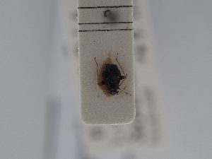  ( - BGE_ZSM_HET_0550)  @11 [ ] by-nc-sa (2024) SNSB, Staatliche Naturwissenschaftliche Sammlungen Bayerns ZSM (SNSB, Zoologische Staatssammlung Muenchen)