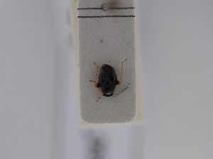  ( - BGE_ZSM_HET_0551)  @11 [ ] by-nc-sa (2024) SNSB, Staatliche Naturwissenschaftliche Sammlungen Bayerns ZSM (SNSB, Zoologische Staatssammlung Muenchen)