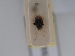  ( - BGE_ZSM_HET_0552)  @11 [ ] by-nc-sa (2024) SNSB, Staatliche Naturwissenschaftliche Sammlungen Bayerns ZSM (SNSB, Zoologische Staatssammlung Muenchen)