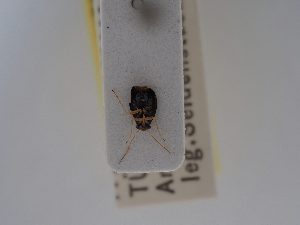  ( - BGE_ZSM_HET_0553)  @11 [ ] by-nc-sa (2024) SNSB, Staatliche Naturwissenschaftliche Sammlungen Bayerns ZSM (SNSB, Zoologische Staatssammlung Muenchen)