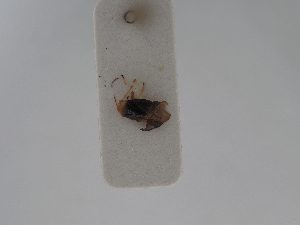  ( - BGE_ZSM_HET_0554)  @11 [ ] by-nc-sa (2024) SNSB, Staatliche Naturwissenschaftliche Sammlungen Bayerns ZSM (SNSB, Zoologische Staatssammlung Muenchen)