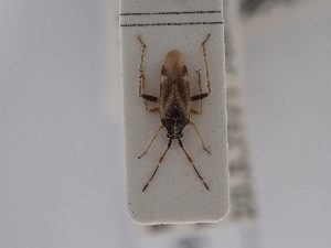  (Harpocera hellenica - BGE_ZSM_HET_0556)  @11 [ ] by-nc-sa (2024) SNSB, Staatliche Naturwissenschaftliche Sammlungen Bayerns ZSM (SNSB, Zoologische Staatssammlung Muenchen)