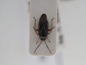  ( - BGE_ZSM_HET_0560)  @11 [ ] by-nc-sa (2024) SNSB, Staatliche Naturwissenschaftliche Sammlungen Bayerns ZSM (SNSB, Zoologische Staatssammlung Muenchen)