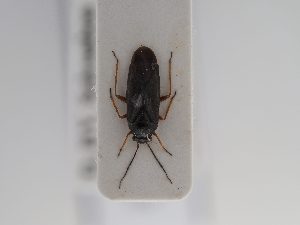  ( - BGE_ZSM_HET_0562)  @11 [ ] by-nc-sa (2024) SNSB, Staatliche Naturwissenschaftliche Sammlungen Bayerns ZSM (SNSB, Zoologische Staatssammlung Muenchen)