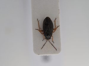  ( - BGE_ZSM_HET_0563)  @11 [ ] by-nc-sa (2024) SNSB, Staatliche Naturwissenschaftliche Sammlungen Bayerns ZSM (SNSB, Zoologische Staatssammlung Muenchen)