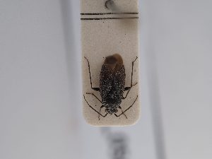  ( - BGE_ZSM_HET_0566)  @11 [ ] by-nc-sa (2024) SNSB, Staatliche Naturwissenschaftliche Sammlungen Bayerns ZSM (SNSB, Zoologische Staatssammlung Muenchen)