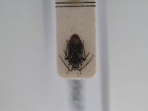  ( - BGE_ZSM_HET_0567)  @11 [ ] by-nc-sa (2024) SNSB, Staatliche Naturwissenschaftliche Sammlungen Bayerns ZSM (SNSB, Zoologische Staatssammlung Muenchen)
