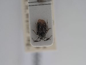  ( - BGE_ZSM_HET_0569)  @11 [ ] by-nc-sa (2024) SNSB, Staatliche Naturwissenschaftliche Sammlungen Bayerns ZSM (SNSB, Zoologische Staatssammlung Muenchen)