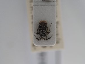 ( - BGE_ZSM_HET_0570)  @11 [ ] by-nc-sa (2025) SNSB, Staatliche Naturwissenschaftliche Sammlungen Bayerns ZSM (SNSB, Zoologische Staatssammlung Muenchen)