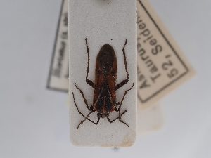  ( - BGE_ZSM_HET_0576)  @11 [ ] by-nc-sa (2024) SNSB, Staatliche Naturwissenschaftliche Sammlungen Bayerns ZSM (SNSB, Zoologische Staatssammlung Muenchen)