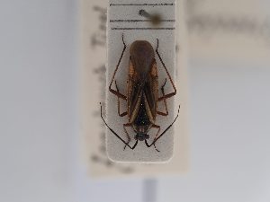  (Horwathia lineolata - BGE_ZSM_HET_0581)  @11 [ ] by-nc-sa (2024) SNSB, Staatliche Naturwissenschaftliche Sammlungen Bayerns ZSM (SNSB, Zoologische Staatssammlung Muenchen)