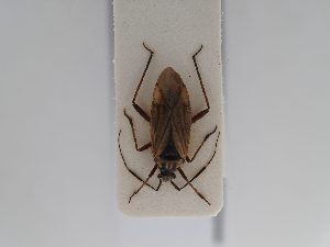  ( - BGE_ZSM_HET_0582)  @11 [ ] by-nc-sa (2024) SNSB, Staatliche Naturwissenschaftliche Sammlungen Bayerns ZSM (SNSB, Zoologische Staatssammlung Muenchen)