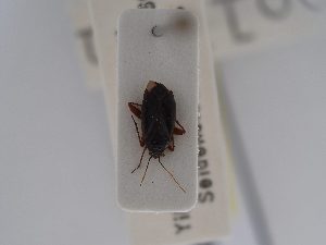  (Lepidargyrus pollinosus - BGE_ZSM_HET_0589)  @11 [ ] by-nc-sa (2024) SNSB, Staatliche Naturwissenschaftliche Sammlungen Bayerns ZSM (SNSB, Zoologische Staatssammlung Muenchen)