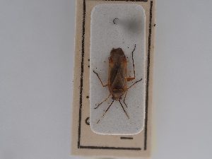  (Lepidargyrus syriacus - BGE_ZSM_HET_0592)  @11 [ ] by-nc-sa (2024) SNSB, Staatliche Naturwissenschaftliche Sammlungen Bayerns ZSM (SNSB, Zoologische Staatssammlung Muenchen)
