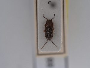  ( - BGE_ZSM_HET_0593)  @11 [ ] by-nc-sa (2024) SNSB, Staatliche Naturwissenschaftliche Sammlungen Bayerns ZSM (SNSB, Zoologische Staatssammlung Muenchen)