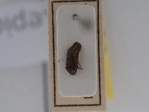  ( - BGE_ZSM_HET_0594)  @11 [ ] by-nc-sa (2024) SNSB, Staatliche Naturwissenschaftliche Sammlungen Bayerns ZSM (SNSB, Zoologische Staatssammlung Muenchen)