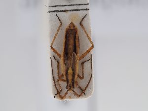  (Leptopterna griesheimae - BGE_ZSM_HET_0596)  @11 [ ] by-nc-sa (2024) SNSB, Staatliche Naturwissenschaftliche Sammlungen Bayerns ZSM (SNSB, Zoologische Staatssammlung Muenchen)