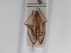  ( - BGE_ZSM_HET_0597)  @11 [ ] by-nc-sa (2024) SNSB, Staatliche Naturwissenschaftliche Sammlungen Bayerns ZSM (SNSB, Zoologische Staatssammlung Muenchen)