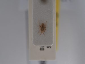  (Litoxenus - BGE_ZSM_HET_0598)  @11 [ ] by-nc-sa (2024) SNSB, Staatliche Naturwissenschaftliche Sammlungen Bayerns ZSM (SNSB, Zoologische Staatssammlung Muenchen)
