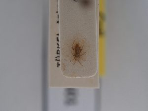  ( - BGE_ZSM_HET_0601)  @11 [ ] by-nc-sa (2024) SNSB, Staatliche Naturwissenschaftliche Sammlungen Bayerns ZSM (SNSB, Zoologische Staatssammlung Muenchen)
