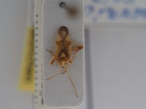  (Lygocoris pernicoides - BGE_ZSM_HET_0604)  @11 [ ] by-nc-sa (2024) SNSB, Staatliche Naturwissenschaftliche Sammlungen Bayerns ZSM (SNSB, Zoologische Staatssammlung Muenchen)