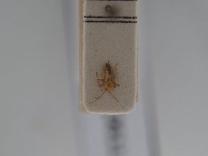  ( - BGE_ZSM_HET_0611)  @11 [ ] by-nc-sa (2024) SNSB, Staatliche Naturwissenschaftliche Sammlungen Bayerns ZSM (SNSB, Zoologische Staatssammlung Muenchen)