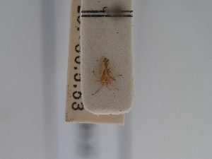  ( - BGE_ZSM_HET_0612)  @11 [ ] by-nc-sa (2024) SNSB, Staatliche Naturwissenschaftliche Sammlungen Bayerns ZSM (SNSB, Zoologische Staatssammlung Muenchen)
