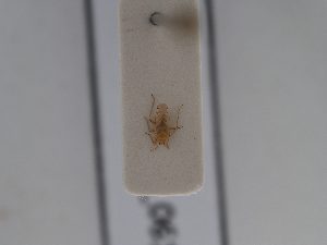  ( - BGE_ZSM_HET_0614)  @11 [ ] by-nc-sa (2024) SNSB, Staatliche Naturwissenschaftliche Sammlungen Bayerns ZSM (SNSB, Zoologische Staatssammlung Muenchen)
