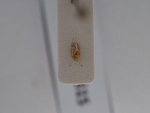  ( - BGE_ZSM_HET_0615)  @11 [ ] by-nc-sa (2024) SNSB, Staatliche Naturwissenschaftliche Sammlungen Bayerns ZSM (SNSB, Zoologische Staatssammlung Muenchen)