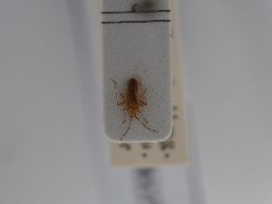  ( - BGE_ZSM_HET_0617)  @11 [ ] by-nc-sa (2024) SNSB, Staatliche Naturwissenschaftliche Sammlungen Bayerns ZSM (SNSB, Zoologische Staatssammlung Muenchen)