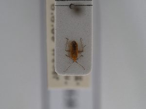  ( - BGE_ZSM_HET_0618)  @11 [ ] by-nc-sa (2024) SNSB, Staatliche Naturwissenschaftliche Sammlungen Bayerns ZSM (SNSB, Zoologische Staatssammlung Muenchen)