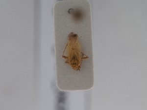 ( - BGE_ZSM_HET_0620)  @11 [ ] by-nc-sa (2024) SNSB, Staatliche Naturwissenschaftliche Sammlungen Bayerns ZSM (SNSB, Zoologische Staatssammlung Muenchen)