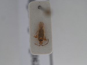  ( - BGE_ZSM_HET_0621)  @11 [ ] by-nc-sa (2024) SNSB, Staatliche Naturwissenschaftliche Sammlungen Bayerns ZSM (SNSB, Zoologische Staatssammlung Muenchen)