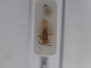  ( - BGE_ZSM_HET_0622)  @11 [ ] by-nc-sa (2024) SNSB, Staatliche Naturwissenschaftliche Sammlungen Bayerns ZSM (SNSB, Zoologische Staatssammlung Muenchen)