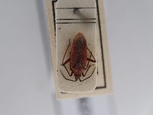  ( - BGE_ZSM_HET_0627)  @11 [ ] by-nc-sa (2024) SNSB, Staatliche Naturwissenschaftliche Sammlungen Bayerns ZSM (SNSB, Zoologische Staatssammlung Muenchen)