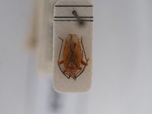  ( - BGE_ZSM_HET_0628)  @11 [ ] by-nc-sa (2024) SNSB, Staatliche Naturwissenschaftliche Sammlungen Bayerns ZSM (SNSB, Zoologische Staatssammlung Muenchen)