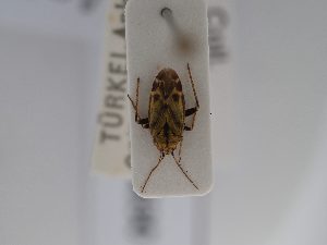  ( - BGE_ZSM_HET_0630)  @11 [ ] by-nc-sa (2024) SNSB, Staatliche Naturwissenschaftliche Sammlungen Bayerns ZSM (SNSB, Zoologische Staatssammlung Muenchen)