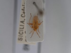  ( - BGE_ZSM_HET_0642)  @11 [ ] by-nc-sa (2024) SNSB, Staatliche Naturwissenschaftliche Sammlungen Bayerns ZSM (SNSB, Zoologische Staatssammlung Muenchen)