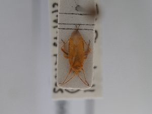  ( - BGE_ZSM_HET_0644)  @11 [ ] by-nc-sa (2024) SNSB, Staatliche Naturwissenschaftliche Sammlungen Bayerns ZSM (SNSB, Zoologische Staatssammlung Muenchen)