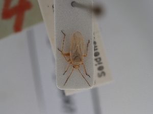  ( - BGE_ZSM_HET_0647)  @11 [ ] by-nc-sa (2024) SNSB, Staatliche Naturwissenschaftliche Sammlungen Bayerns ZSM (SNSB, Zoologische Staatssammlung Muenchen)