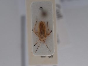  ( - BGE_ZSM_HET_0648)  @11 [ ] by-nc-sa (2024) SNSB, Staatliche Naturwissenschaftliche Sammlungen Bayerns ZSM (SNSB, Zoologische Staatssammlung Muenchen)
