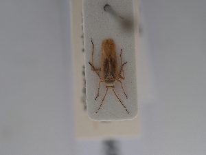  ( - BGE_ZSM_HET_0649)  @11 [ ] by-nc-sa (2024) SNSB, Staatliche Naturwissenschaftliche Sammlungen Bayerns ZSM (SNSB, Zoologische Staatssammlung Muenchen)