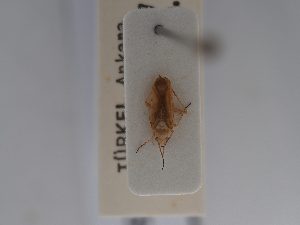  ( - BGE_ZSM_HET_0650)  @11 [ ] by-nc-sa (2024) SNSB, Staatliche Naturwissenschaftliche Sammlungen Bayerns ZSM (SNSB, Zoologische Staatssammlung Muenchen)