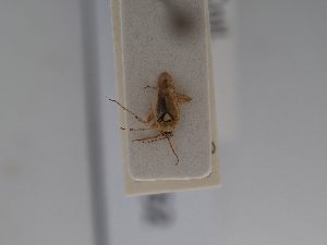  ( - BGE_ZSM_HET_0652)  @11 [ ] by-nc-sa (2024) SNSB, Staatliche Naturwissenschaftliche Sammlungen Bayerns ZSM (SNSB, Zoologische Staatssammlung Muenchen)
